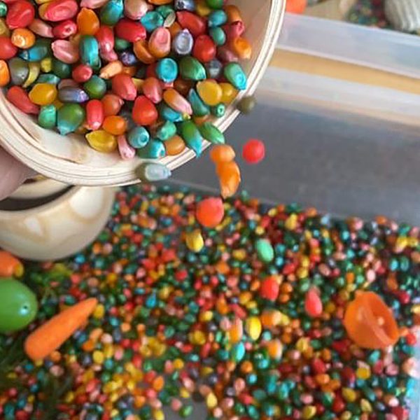 Maíz de Colores por tazas